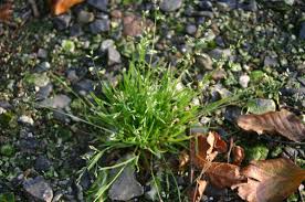 Image result for Poa binata