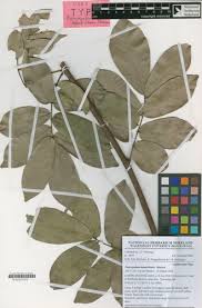 Image result for Platysepalum