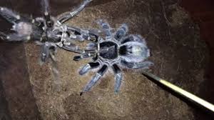 Maybe you would like to learn more about one of these? Mating Grammostola Pulchripes Chaco Golden Knee Youtube