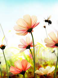 Check spelling or type a new query. Nature Flowers Hd Wallpapers Backgrounds Of Your Choice Nature Flower Images Hd 768x1024 Download Hd Wallpaper Wallpapertip