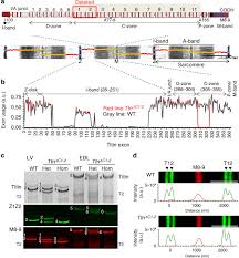 Check spelling or type a new query. The Giant Protein Titin Regulates The Length Of The Striated Muscle Thick Filament Nature Communications