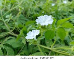 Image result for Ipomoea pes-tigridis