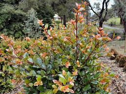 The lilly pilly track is one of the most popular walks in wilsons promotory. Syzygium Australe Elite Lilly Pilly Gardening With Angus