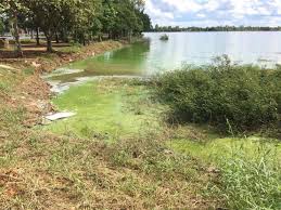 Även om sommaren är långt gången och många redan haft sin semester är badsäsongen långt ifrån över. Sjoar I Isaan Drabbade Av Svar Algblomning Isaan Forum Thaisnack Thailand Forum
