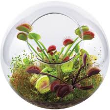 Dunecraft Venus Fly Trap Glass Terrarium Walmart Com Venus Fly Trap Carnivorous Plants Terrarium Carnivorous Plants