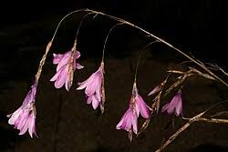 Image result for Dierama cupuliflorum