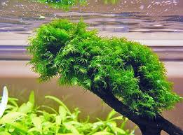 Tanaman aquascape karpet ( foreground ) yang mudah dalam perawatan dan cocok untuk pemula selanjutnya adalah echinodorus tenellus. 13 Jenis Tanaman Aquascape Tanpa Co2 Mudah Dirawat Oleh Pemula Hobinatang