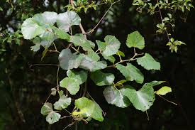 Image result for Rhoicissus tomentosa