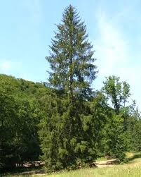 Fichten – Wikipedia