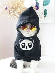 Imagens Engracadas Para Whatsapp E Facebook Pra Voce Rir Muito Memes Brasileiros Fotos Engracadas Piadas C Cute Cats And Kittens Cute Animals Pet Day