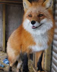 Vincent The Fox Pet Fox Animals Fox Pictures