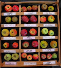 Apple Day In Cambridge Apple Varieties Apple Growing Food