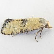 Image result for Buchnera quadrifaria