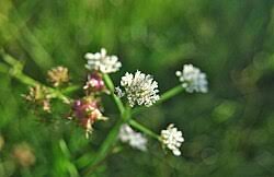 Image result for Oenanthe procumbens
