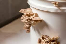 Check spelling or type a new query. How To Grow Mushrooms Indoors Diy