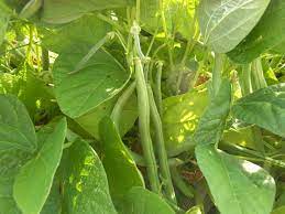 Bean Plant Plants Eggplant Plant Bush Beans