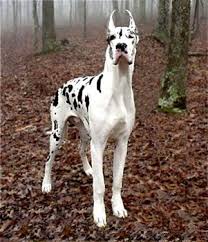 More About Harlequin Great Danes Harlequin Great Danes Dane Dog Great Dane Dogs