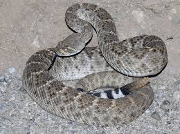 Western Diamondback Rattlesnake Crotalus Atrox Rattlesnake Diamondbacks Westerns
