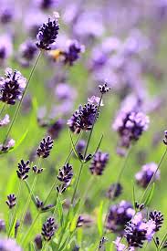 According to scientists, the largest single. Wallpaper Lavender Purple Flowers Field Meadow Blurred Close Up 2560x1600 Hd Picture Image