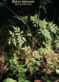 Image result for Bidens bipinnata