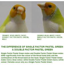 Black Bird With White Chest And Orange Beak Read The Colour Descriptions To Understand The Difference Of A Single Factor Pastel Green A Double Factor Pastel Green Gouldian Finche Diamante De Gould Ave