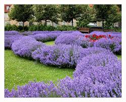 Lavendel ist die ideale, lang blühende pflanze für den sonnigen garten. In Rosenborg Gardens Garten Lavendelgarten Garten Lavendel