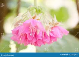 Image result for Dombeya acutangula