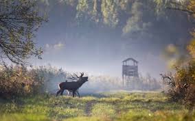 Toen wij op zaterdag 25 oktober in alle vroegte rond 5u30 voor het eerst de grens van hongarije binn. Jagen In Hongarije Barrel And Boar Outings
