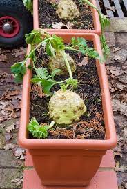Unique Container Gardening Vegetables Unusual Vegetable Growing In Runner Box Container Growing Vegetables In Pots Growing Vegetables Planting Vegetables