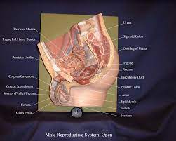 Maleopen