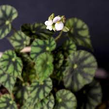 By far the greatest species diversity is in eastern asia, notably china, korea, and japan. Begonia Cleopatra Care You Need To Have It Beautiful Gardening On