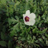 Image result for Hibiscus barbosae