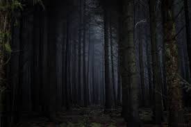 We offer an extraordinary number of hd images that will instantly freshen up your smartphone or computer. 500 Dark Forest Pictures Hd Download Free Images On Unsplash