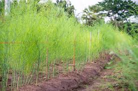 The tropical garden blends many cultures and traditions together giving a lush, diverse and spectacular sight. Asparagus Growing Calendar