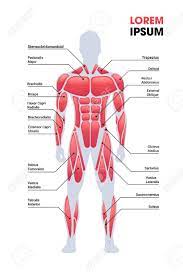 Zygote body is a free online 3d anatomy atlas. Male Muscular System Board Human Body Structure Muscle Map Full Royalty Free Cliparts Vectors And Stock Illustration Image 142520909