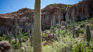 The saguaro is the giant of the cactus family. Saguaro Cactus Is Imperiled By Climate Change And Humans