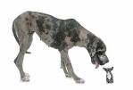 Chihuahua Great Dane Mix | Shop for your Cause