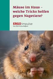 Mäuse im haus sind bei vielen mit purem ekel verbunden, der nicht unbegründet ist. Mause Im Haus Welche Tricks Helfen Gegen Nagetiere Ergoimpulse Maus Im Haus Nagetiere Mause