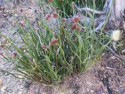 Image result for Schizaea pectinata