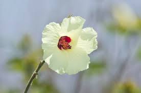 Image result for Hibiscus diversifolius