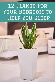 12 Bedroom Plants To Purify The Air Improve Your Sleep Bedroom Plants Indoor Plants Bedroom Plants