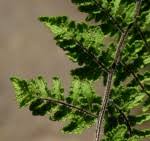 Image result for Cheilanthes botswanae