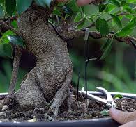 DIY: Ficus Bonsai - Bonsai Empire