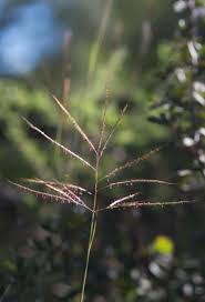 Image result for Eulalia polyneura