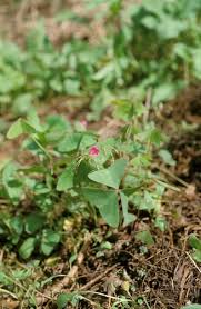 Image result for Oxalis latifolia