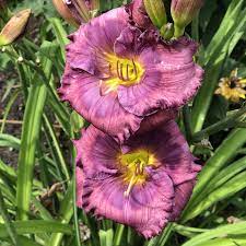 We did not find results for: Hemerocallis Lavender Blue Baby Garden Crossings