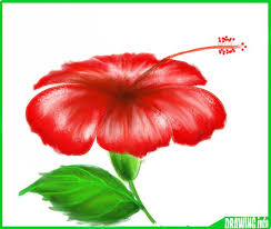 How To Draw A Hibiscus Flower Easy Step By Step With Color Banana leaves hibiscus leopard seamless pattern pink palm backgr. how to draw a hibiscus flower easy step
