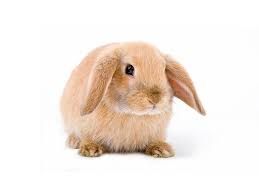 I sent home a care packet as well. Buy Mini Lop Rabbits Online Kellyville Pets