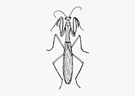 There are about 2,000 species of mantids, or praying mantis, in the world. Praying Mantis Drawing Pictures Pray Mantis Drawing Face Png Image Transparent Png Free Download On Seekpng