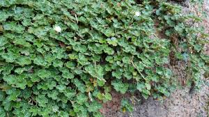 Image result for Eriosema pentaphyllum